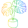 Monstera Rainbow