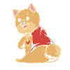 Zwergspitz Pomeranian