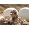 Curious chick in the nest