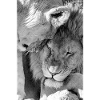 Black and White Lion Love