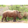 Rhino in the Grasslands