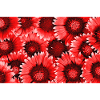 Red Blossoms Pattern