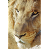 Lion Dream Portrait in Sunlight