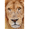 Lion Portrait