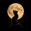 Wolf silhouette under full moon