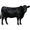 Black Angus – Pride of the Willow