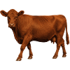 Red Angus Cow