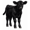 Black Angus Calf