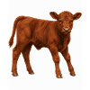 Red Angus Kalb