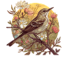 Oiseaux moqueurs Oiseaux moqueurs