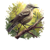 Oiseaux moqueurs Oiseaux moqueurs