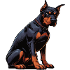 Doberman Doberman Owner Doberman Lovers
