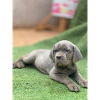 Grey Puppy on Green Grass