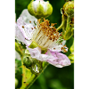 Blackberry Blossom Botanical Elegance