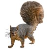 Eichhörnchen von vorne, Östliches Fuchshörnchen