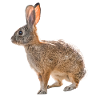 Rabbit, Rabbit, Audubon Cottontail Rabbit