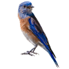 Blue-throated warbler, bird from California