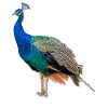 Blue Peacock, Natural, Photography