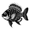 Birkenbarbre Sunny oder Copper Nose Fish