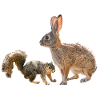 Squirrel, Rabbit, Forest Friends, Photography
