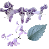 Botanical_lavender_flower_floral_artwork