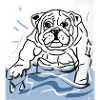 Bulldog