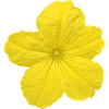 Cucumber flower
