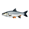 Pêche à l’asp Pêche