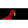 Red parrot on black background