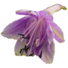 Macro_Purple_Hosta_Bloom