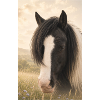 Rêve de cheval