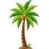 Cocotier