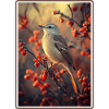Oiseaux moqueurs Oiseaux moqueurs