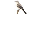 Oiseaux moqueurs Oiseaux moqueurs