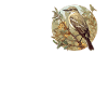 Oiseaux moqueurs Oiseaux moqueurs