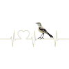 Oiseaux moqueurs Oiseaux moqueurs