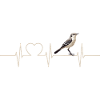 Oiseaux moqueurs Oiseaux moqueurs