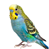 Budgie Bird Gift