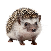 Niedlicher Igel Geschenk Naturliebhaber