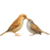 Birds Motif 1