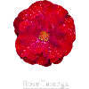 Rose Taranga