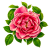 Classic Pink Botanical Rose Illustration