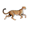 Cheetah Sayings Cheetah Funny Cheetah Gift