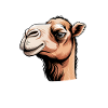 Camel Sayings Camels Funny Camels Gift