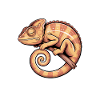 Chameleon Sayings Funny Chameleon Gift