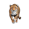 Cheetah Sayings Cheetah Funny Cheetah Gift