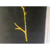 Golden twig on black background