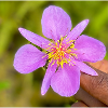 Purple Petal and Yellow Heart