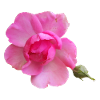 Vibrant_Pink_Rose_Bloom