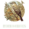 Oiseaux moqueurs Oiseaux moqueurs